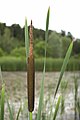 Typha latifolia