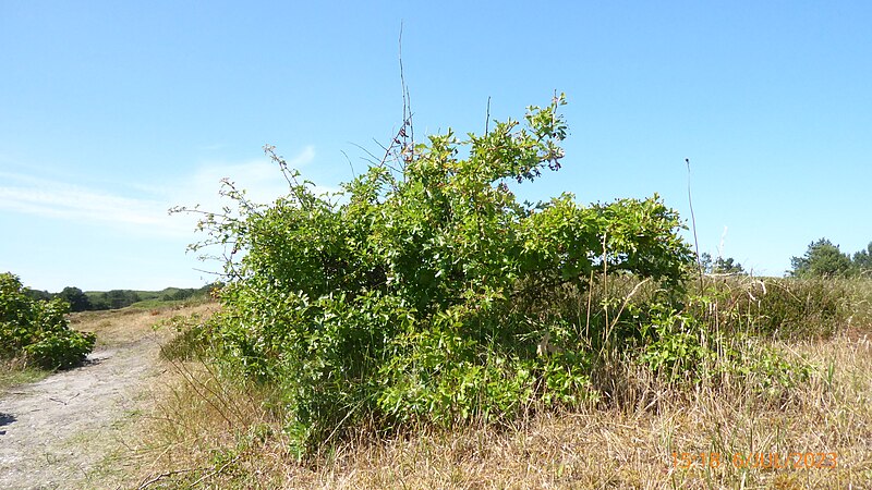 File:Weißdorn (Wangerooge).jpg