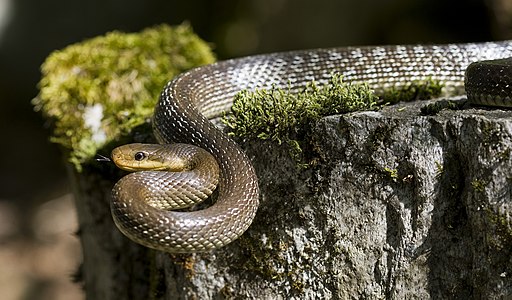 Zamenis longissimus (Aesculapian Snake)