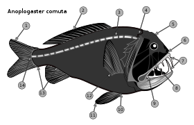 Anoplogaster cornuta skeletal.svg