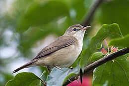 Sodinė nendrinukė (Acrocephalus dumetorum)