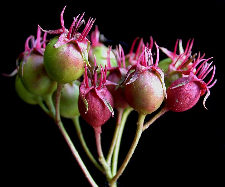 File:Crataegus sp. 15-p.bot-crataegus.sp-27.jpg