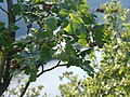 Fruit and leaves / Fruto y hojas