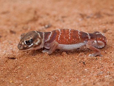 Nephrurus levis (Three-lined Knob-tailed Gecko)