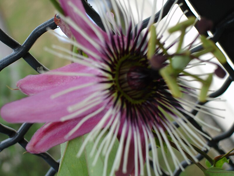 File:Passiflora.violacea.jpg