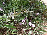 Sötpotatis, Ipomoea batatas, Maui Nui Botanical Gardens, Kahului, Hawaii.