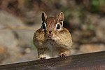 An eastern chipmunk (Tamias striatus) with its cheek pouches filled