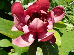 Calycanthus 'Aphrodite'