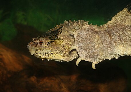 Common snapping turtle (Chelydra serpentina)