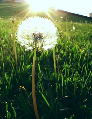 Dandelion and sun