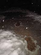 Footprints in snow melt