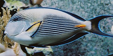 Acanthurus sohal