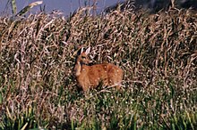 Cerf des pampas femelle (biche), Ozotocerus bezoarticus, dans les Esteros del Iberá.