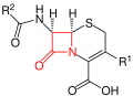 Grundstruktur der Cephalosporine – der β-Lactamring ist rot markiert.