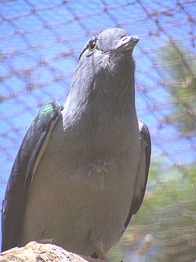 Leptosomus discolor