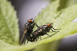 Nouvel accouplement de mouches grises de la viande.