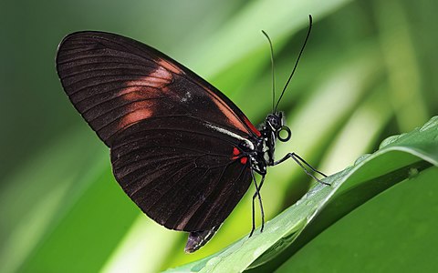 Heliconius melpomene (Postman Butterfly)