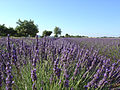 Lavendelfeld in der Provence