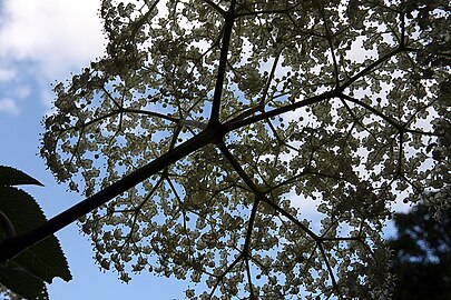 S. canadensis branches and inflorescence