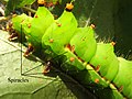 Image 19Indian moon moth (Actias selene) with some of the spiracles identified (from Respiratory system of insects)