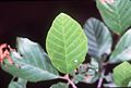 Bord serrulé de Alnus serrulata