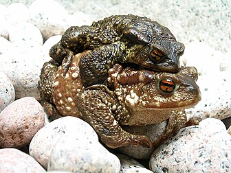 Un couple de crapauds communs européens (Bufo bufo). (définition réelle 2 048 × 1 536*)