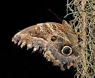 Caligo eurilochus (Forest Giant Owl)