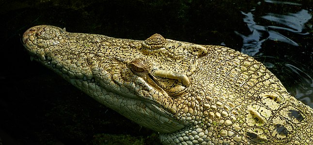 Crocodylus porosus - Wilhelma