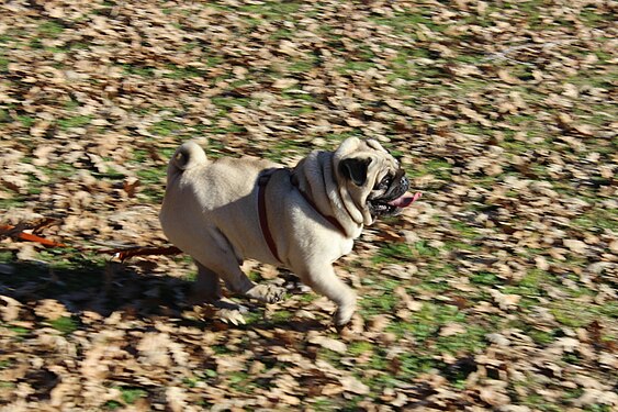 Galloping pug