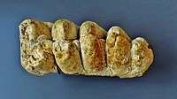 Molar Gomphotherium angustidens, trilophodont gomphothere