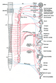 Sympathetic (red) and parasympathetic (blue) nervous system