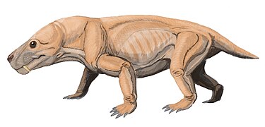 Moschorhinus, un thérocéphale.