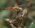 Kemper Heidegoldpeerd (Sympetrum depressiusculum)