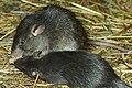 black rat