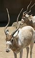 Addax