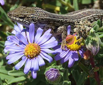 Trachylepis capensis (Cape Skink)