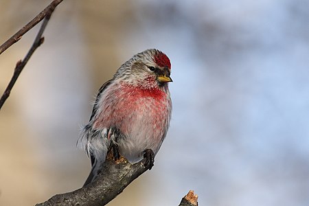 Kuzey keten kuşu (Carduelis flammea), ispinozgiller (Fringillidae) familyasından bir kocabaş türü olup Kuzey Amerika'nın kuzey kısımı ve Avrasya'nın kuzey kısımında yaşarlar (Cap Tourmente National Wildlife Area, Québec, Kanada). (Üreten: Cephas)