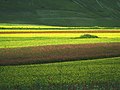 Piana di Castelluccio