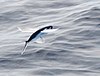 Atlantic flyingfish