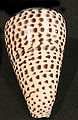 Conus leopardus