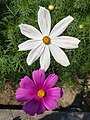 * Nomination Cosmos bipinnatus (flowers) --Kryesmin 13:43, 12 September 2024 (UTC) * Promotion  Support Good quality. --Lvova 20:41, 20 September 2024 (UTC)