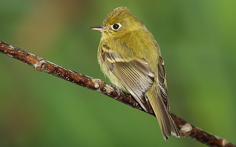 Sarımsı sinekkapan (Empidonax flavescens) (Üreten: Mdf)