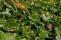 * Nomination: Ivy at the site of Flax Bourton railway station. Mattbuck 11:02, 24 February 2013 (UTC) * * Review needed