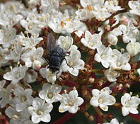 Unknown Calliphoridae