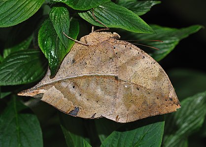 Kallima inachus (Orange Oakleaf)