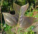 Het liervormige blad van Liriodendron chinense