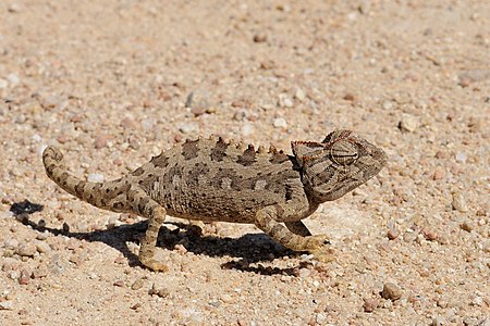 Chamaeleo namaquensis (Namaqua Chameleon)