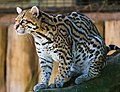 ocelot