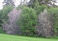 Arbres d'une haie envahis par Y. evonymella