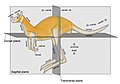 Image 15 Zootomical terms of location Photo credit: Jonathan Merritt Zootomical terms of location overlap considerably with terms used in human anatomy. In animals, the head end is called the "cranial end" and the tail end is the "caudal end". The side of the body normally oriented upwards is the "dorsal" side; the opposite side, typically the one closest to the ground when walking on all legs, swimming or flying, is the "ventral" side. More selected pictures